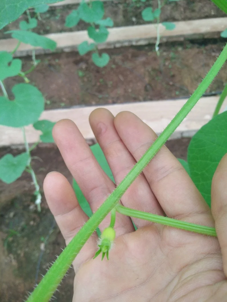 tình trạng dưa lưới