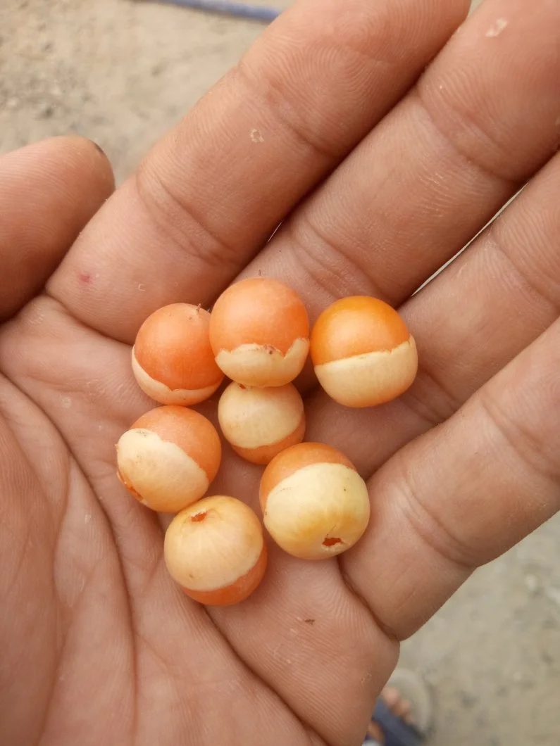 Hỏi về loại quả lạ, có khi ăn được lại hấp dẫn