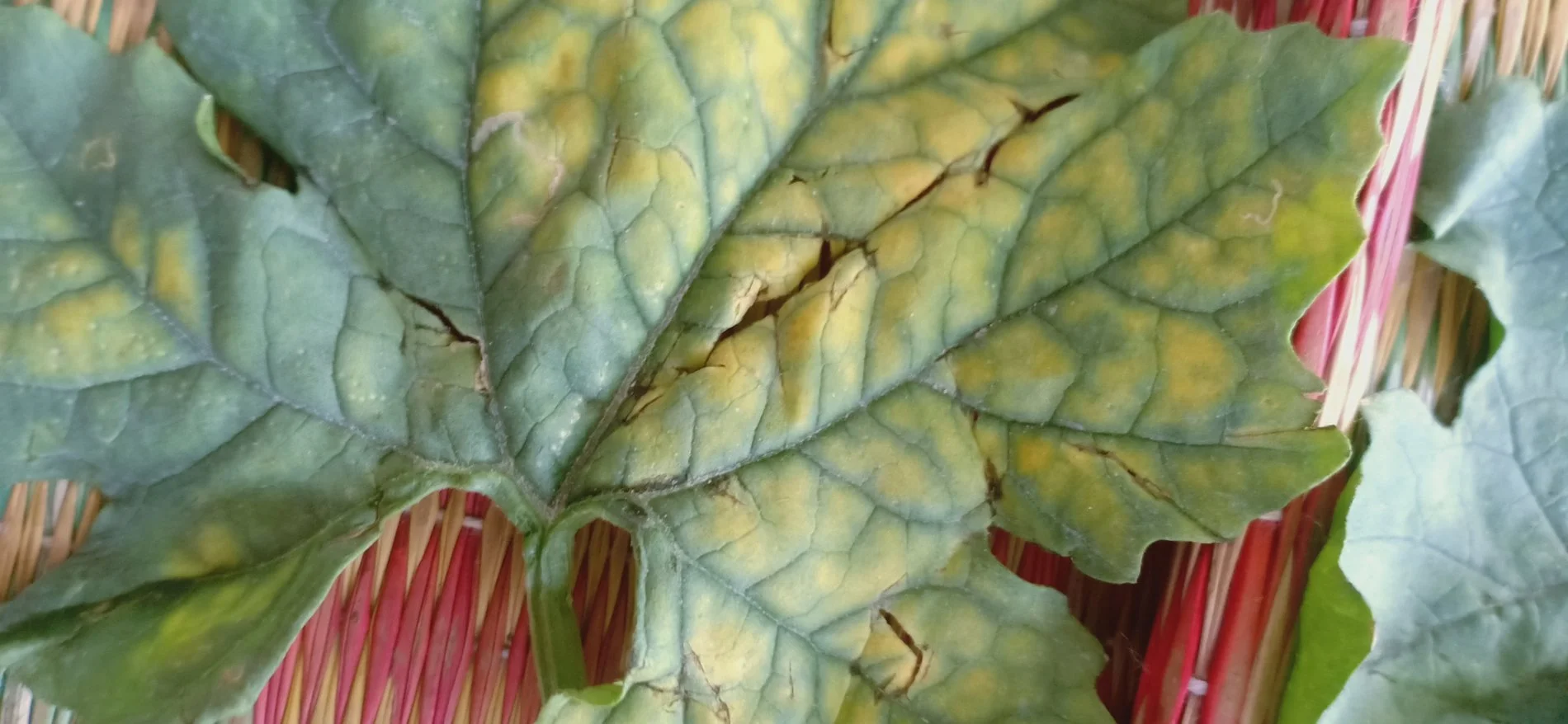 Bệnh trên lá khô qua.