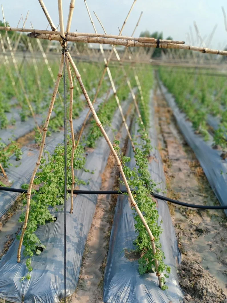 Bệnh về cây khô qua