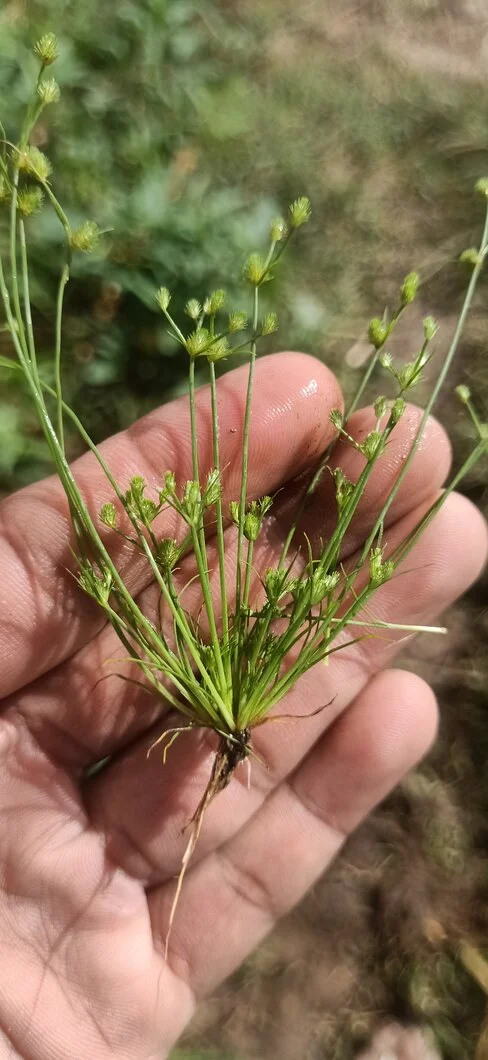 Cỏ dại hại rau màu