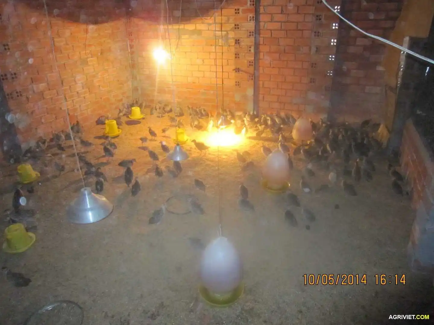 Bán chim trĩ giống, thịt tại huyện Đất Đỏ, tỉnh Bà Rịa - Vũng Tàu (Gần tượng đài Võ Thị Sáu)