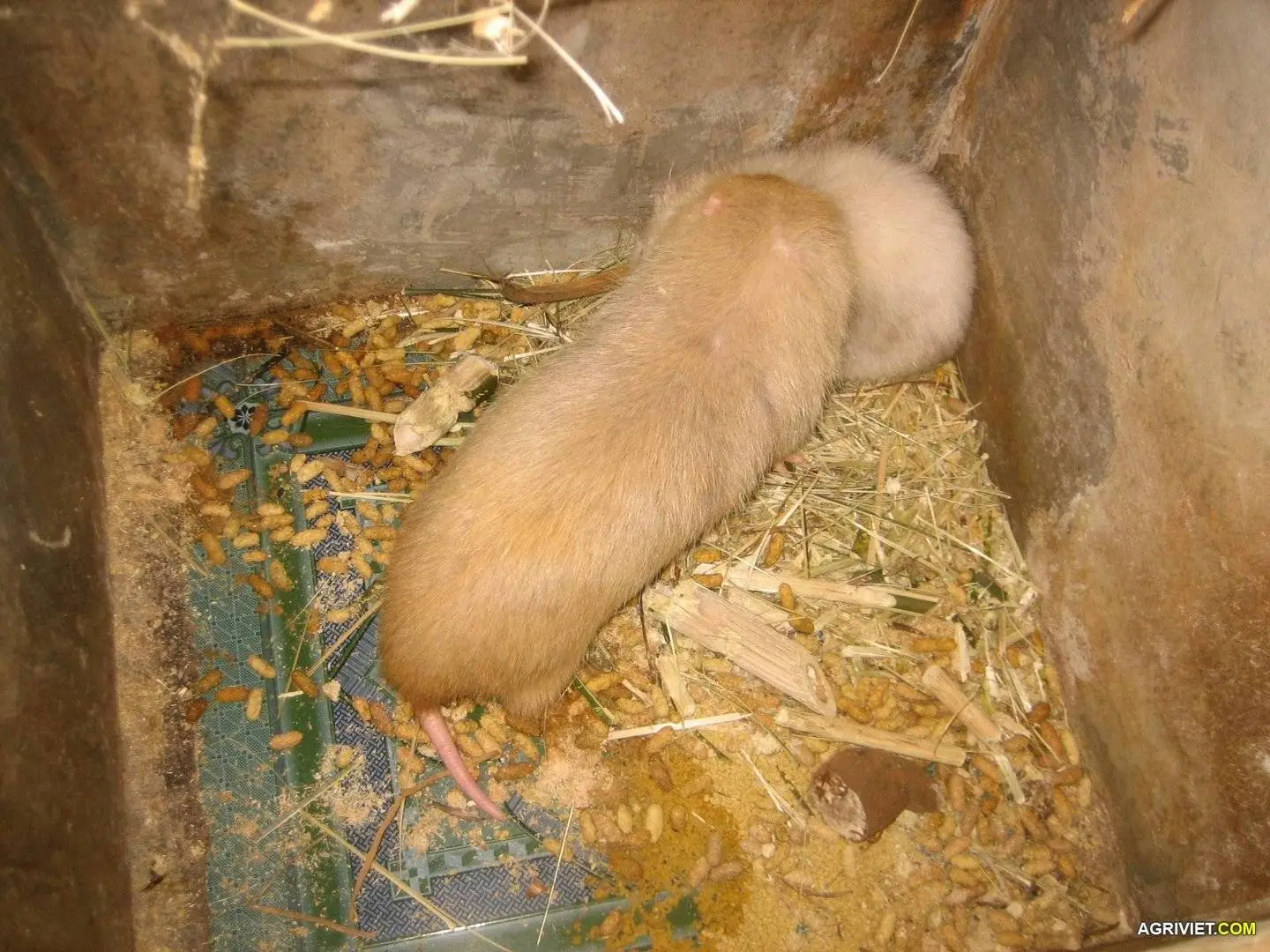 Chuẩn Bị Nuôi Dúi