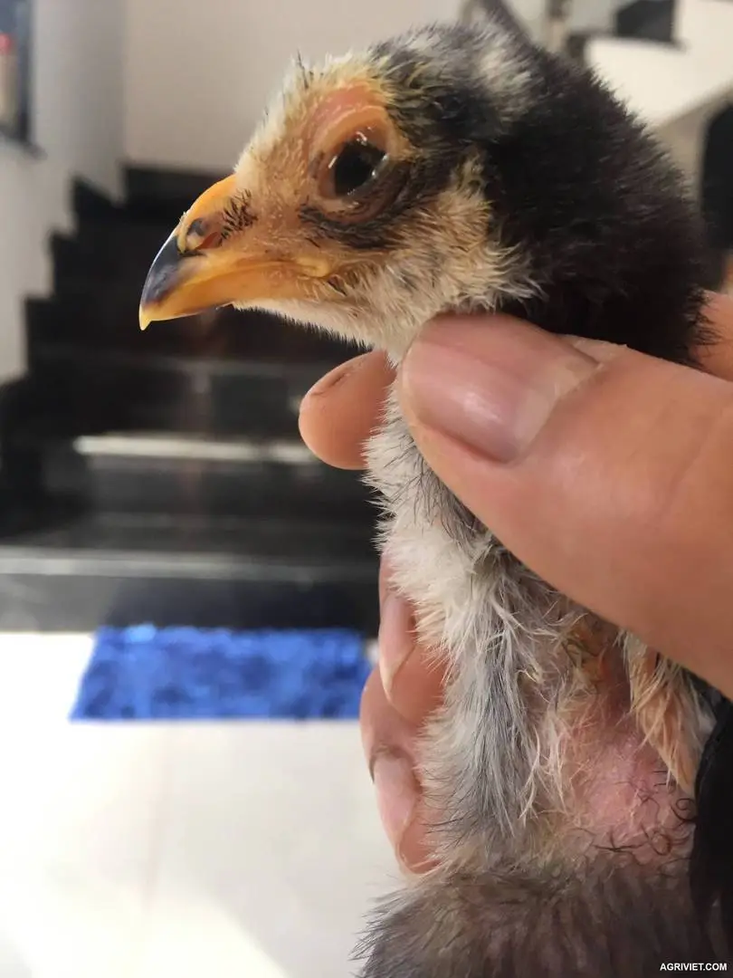 Đây là gà bị đậu, hay trái hay crd vậy mn