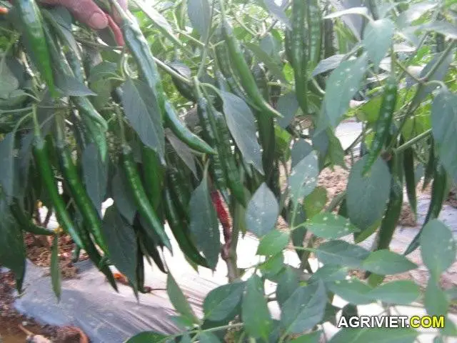 Kỹ thuật trồng ớt sừng trâu.