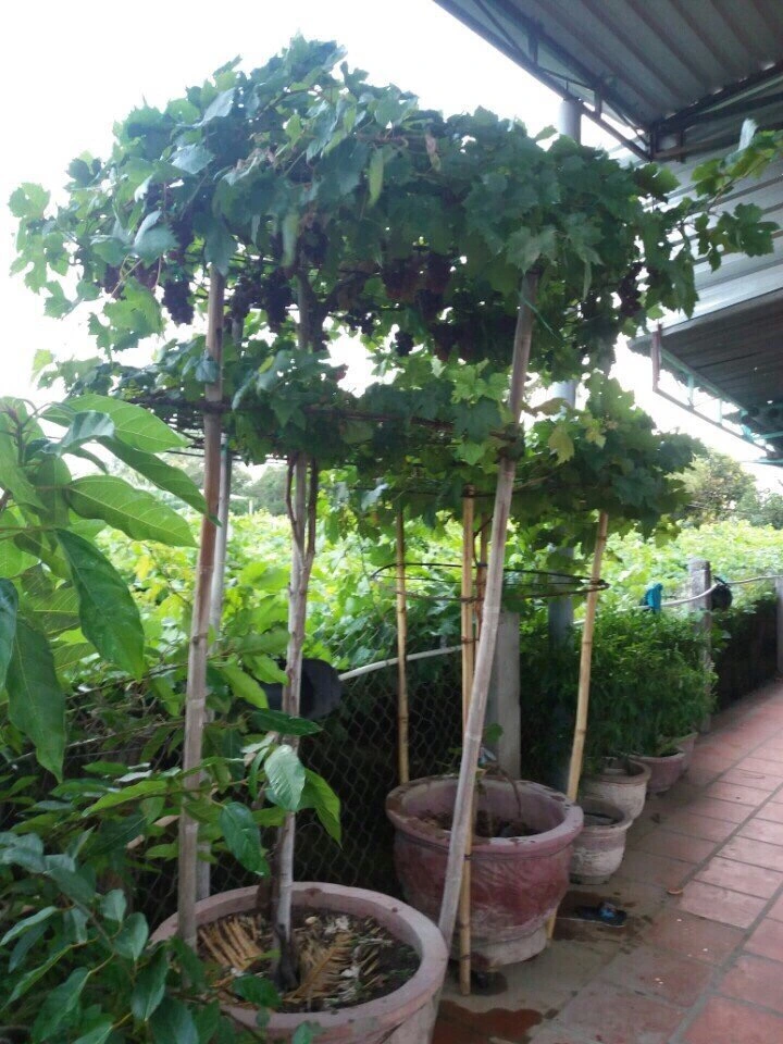 cây nho bonsai Ninh Thuan