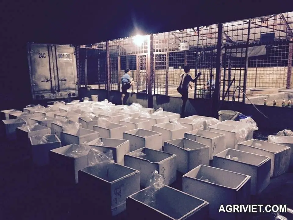 Cá chép giống toàn quốc