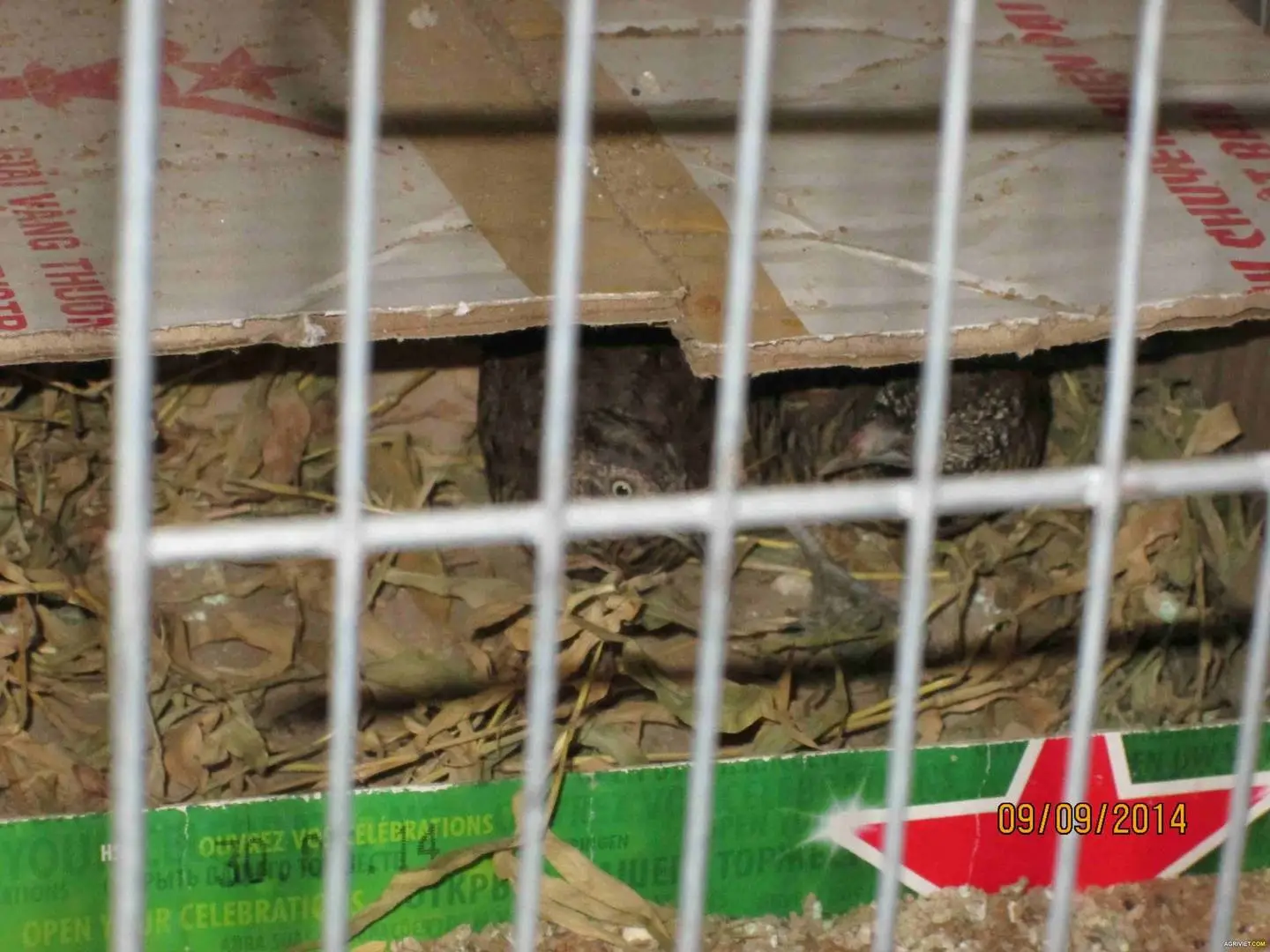 Nuôi cút rừng đẻ