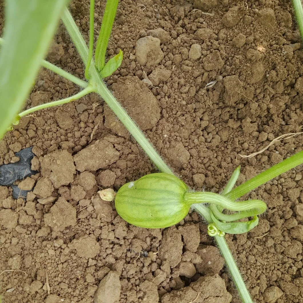 Ruồi vàng đục Trái non trên dưa hấu