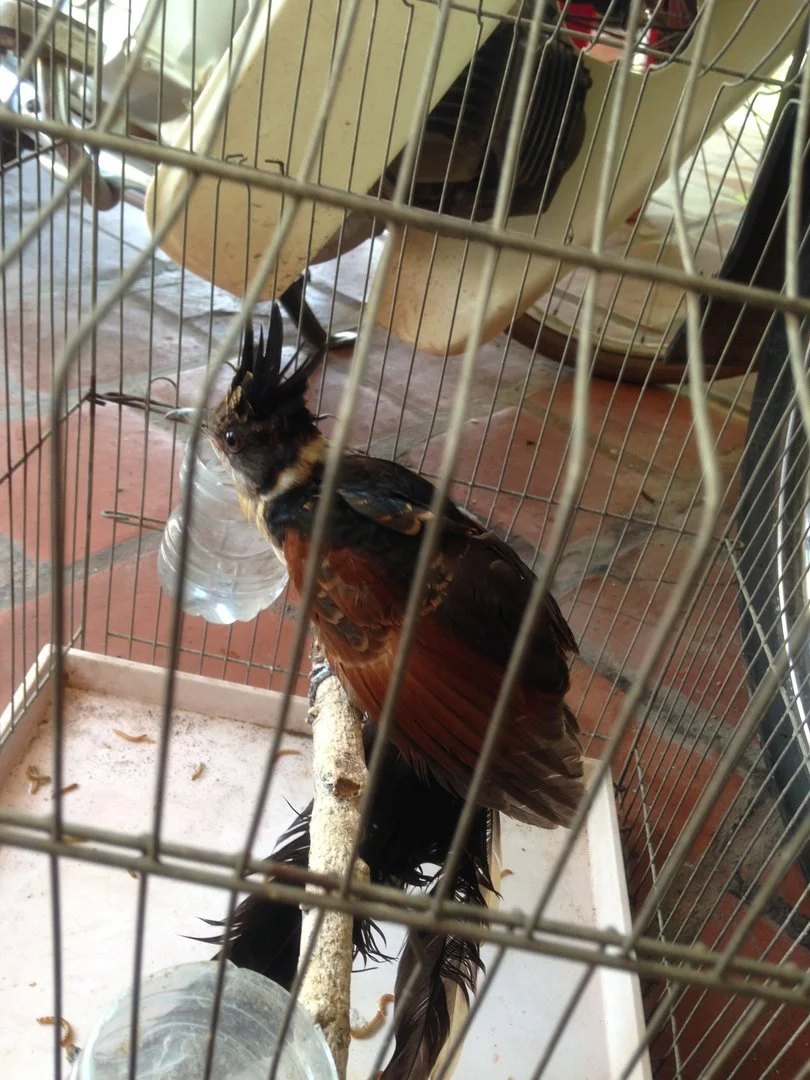 cho biết chim gì