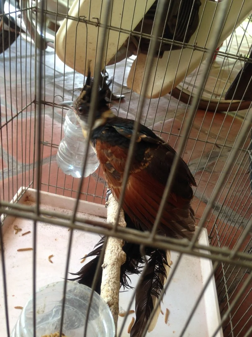 Không biết chim gì