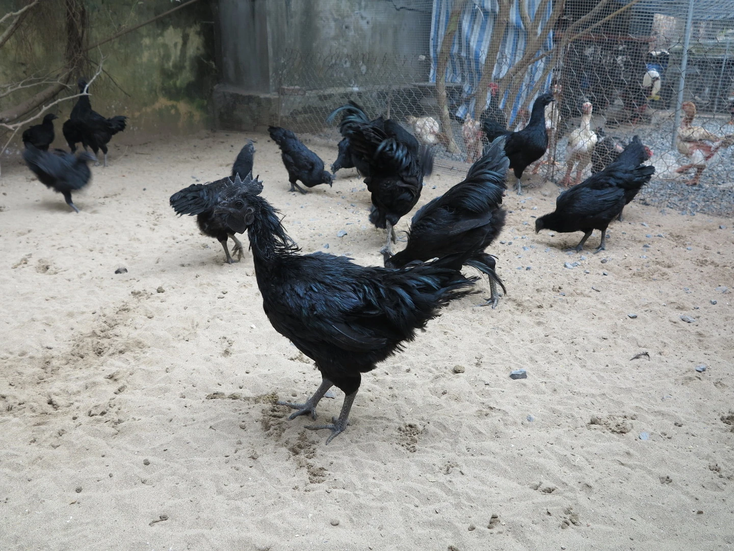 Ayam Cemani and Dongtao