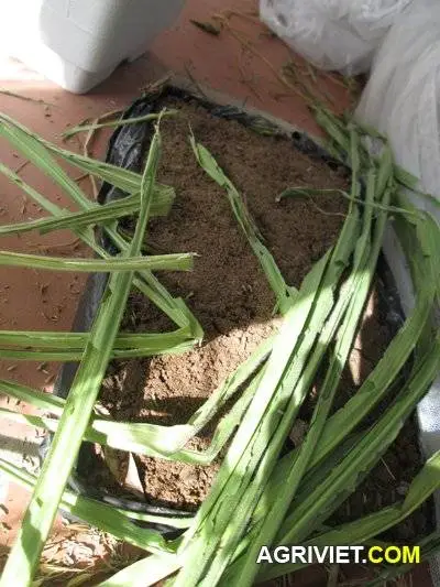 Nuôi châu chấu (cào cào) lúa