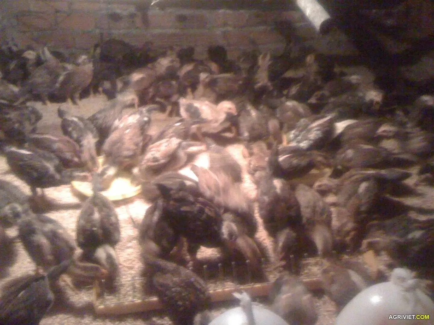 Gà 1 tháng tuổi có hình ảnh - mọi người cho ý kiến