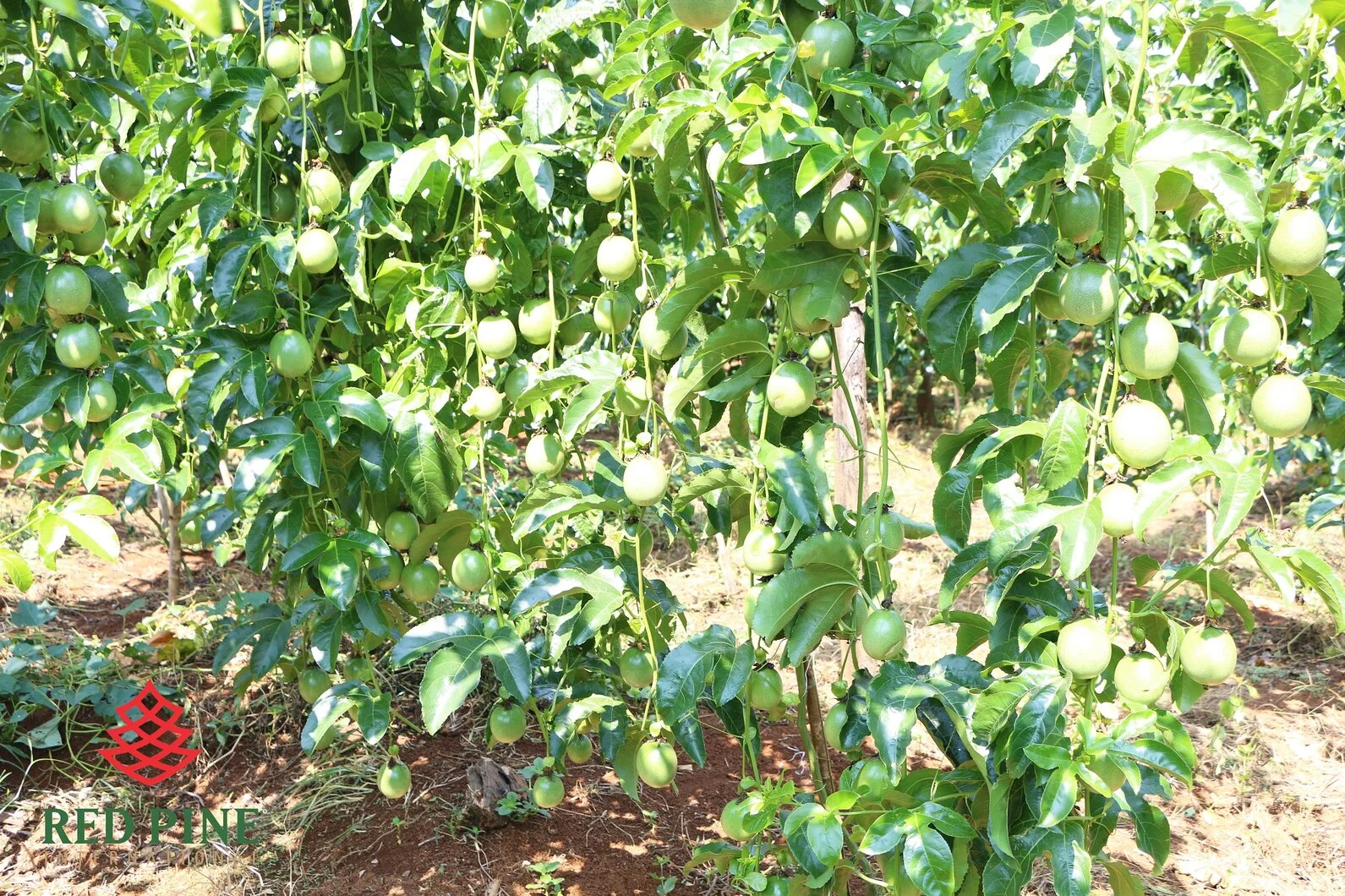 IMG_0737 - Copy.webp