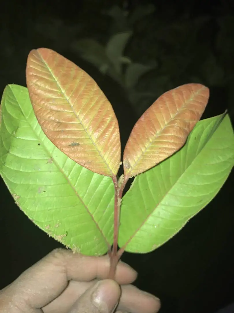 Các bác vườn ươm  ổi lê đài loan tư vấn giúp