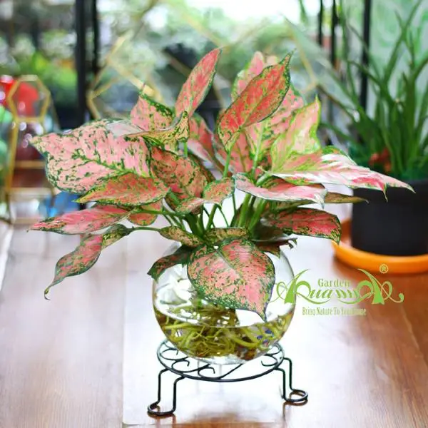 Mảng Xanh Cùng Cây Trồng Trong Nước AquaGarden