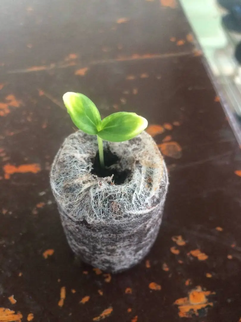 Ươm giống có gì đó sai sai!!!