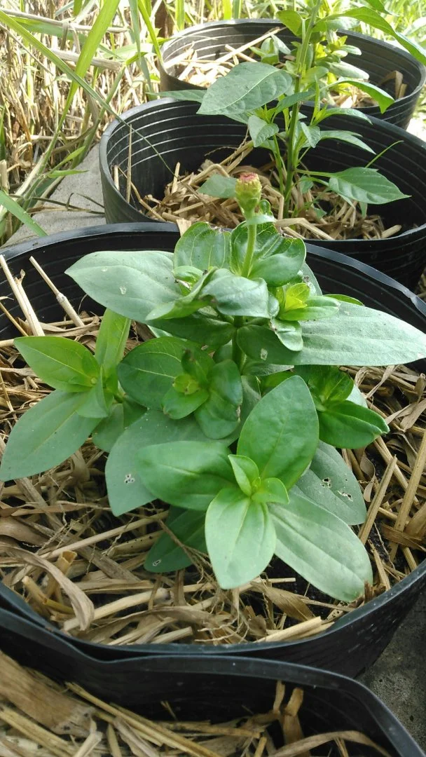 Cây cúc như vầy là dư thiếu chất gì?