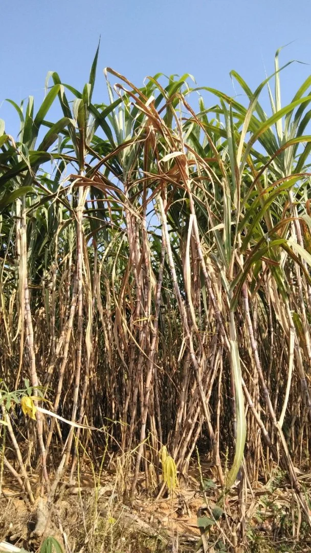 Cây mía bị khô ngọn