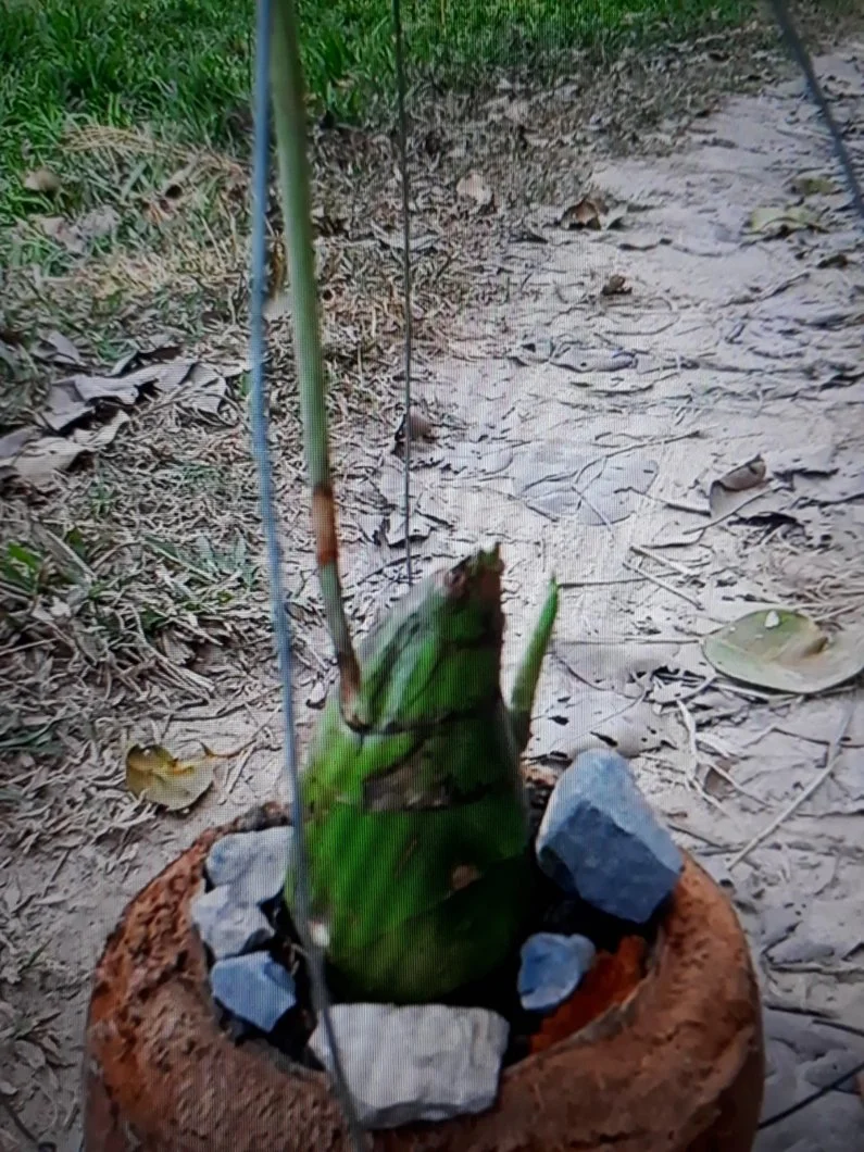 Cây lạ giống mục măng