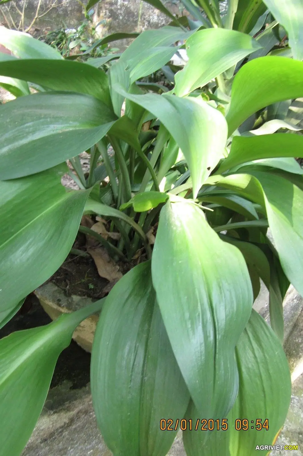 cây này là cây gì?