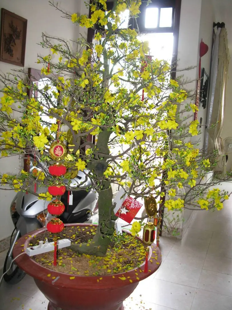 Cách kích nụ hoa mai vàng