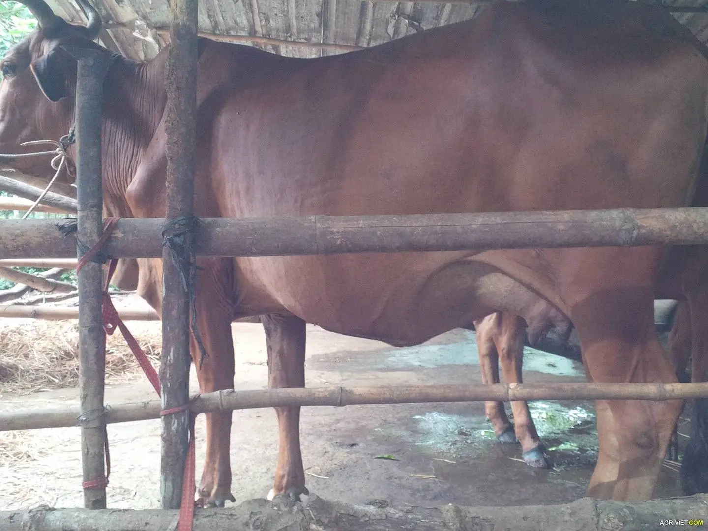 Dự án làm giàu từ Nuôi Bò