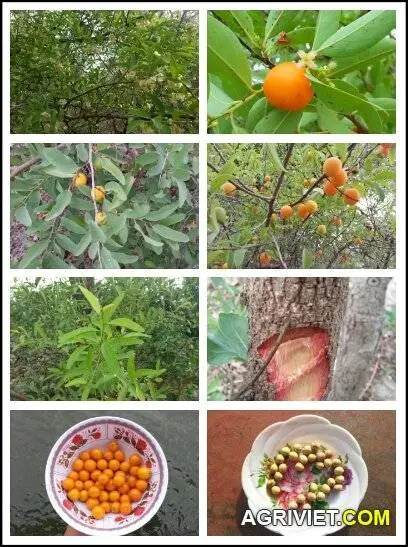 Cho em hỏi tên một vài loại cây.