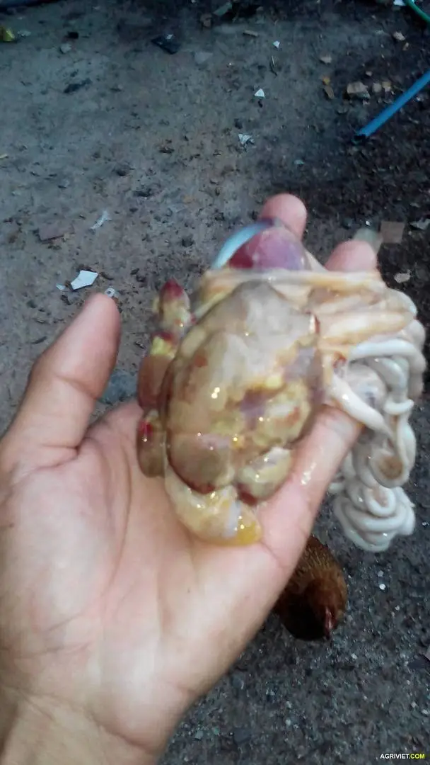 cho hỏi gà bị bệnh gì?