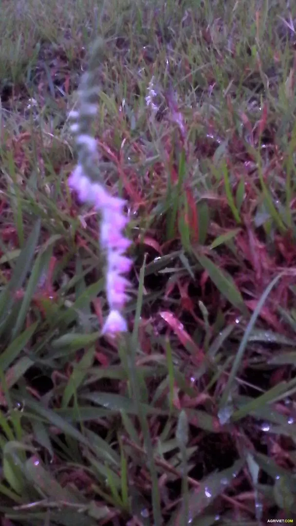 xin hỏi mọi người đây là loại hoa gì?