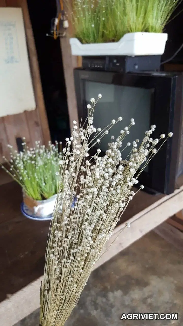 Cây để bàn, trang trí quán cà phê