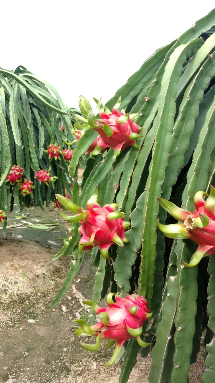 IMG_20170831_195200 - Sao chép.webp