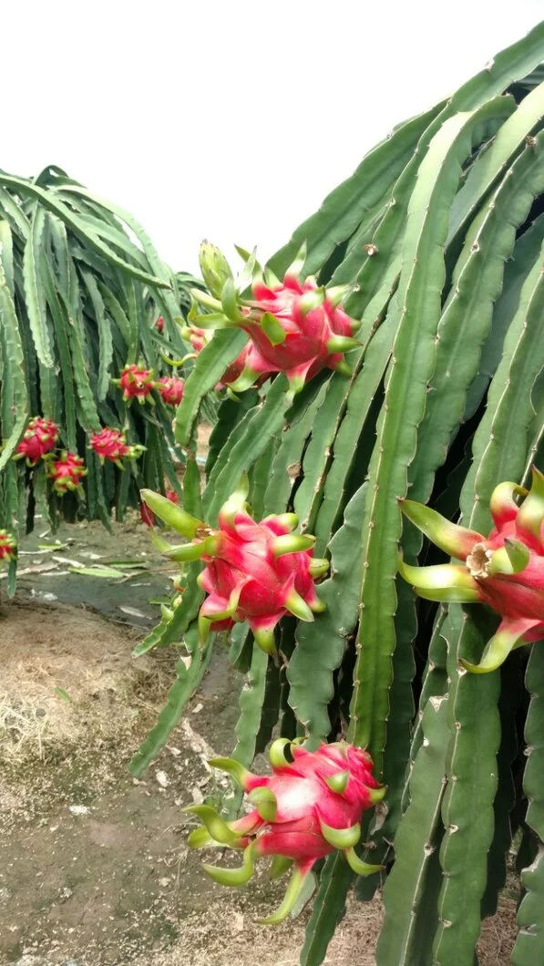 IMG_20170831_195200 - Sao chép.jpg