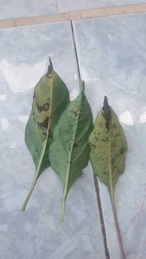 Bệnh cây ớt, rụng và quăn lá ?