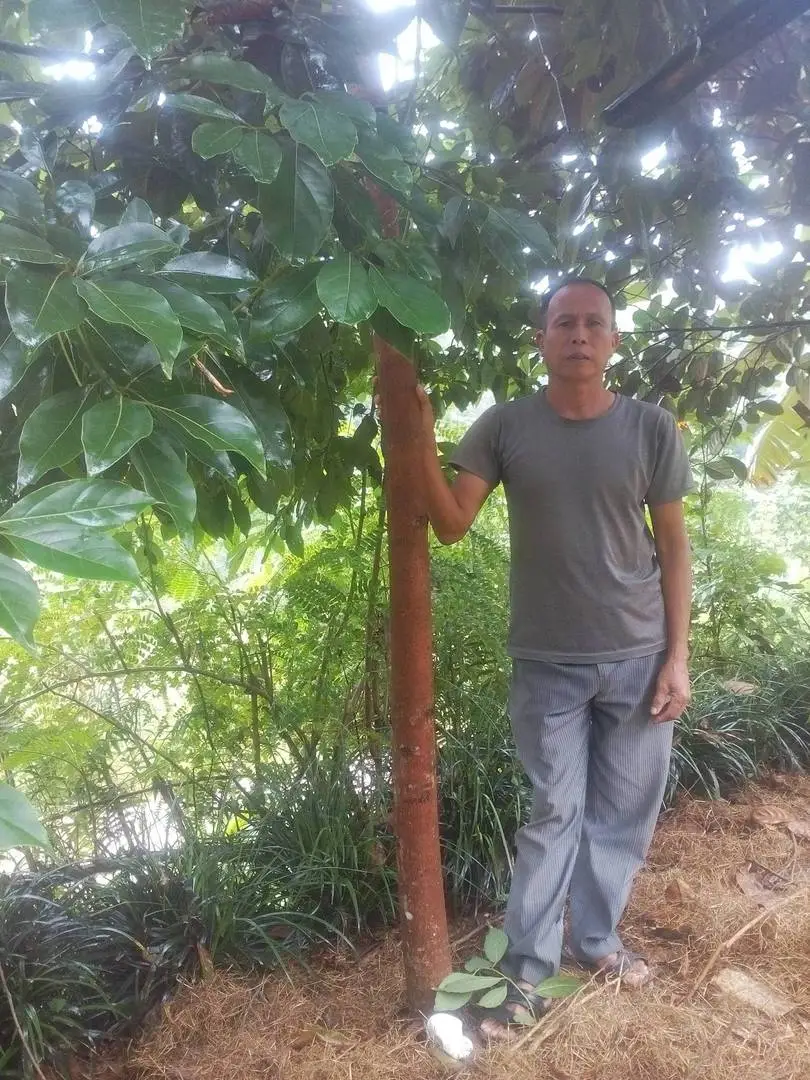 Cây Gù hương tại Yên Bái