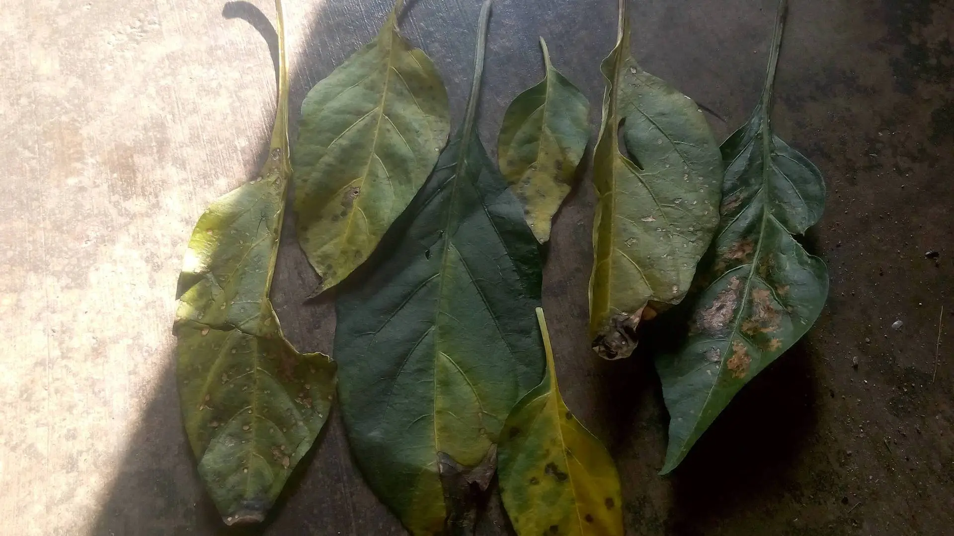 Bệnh cây ớt, lá rụng nhiều quá