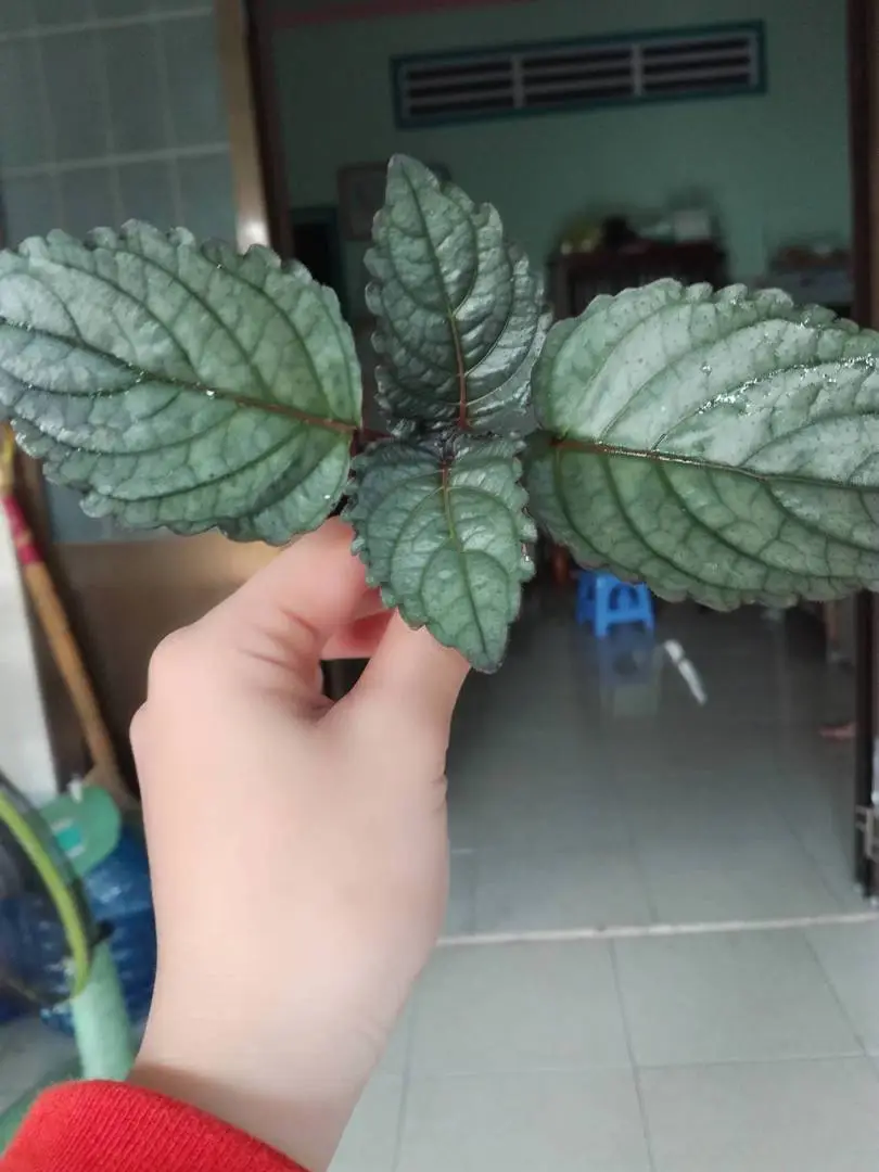 cho mình hỏi lá này là lá gì ạ?