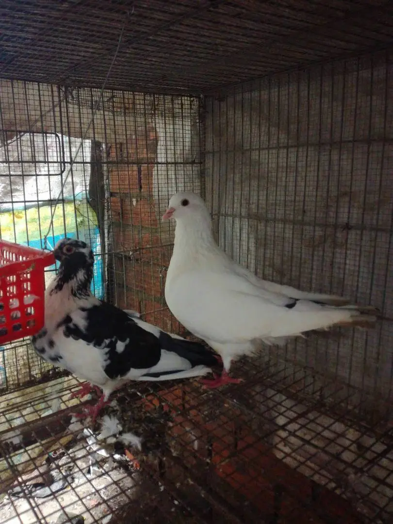 ai có kinh nghiệm về bồ câu cho e hỏi tí ạ