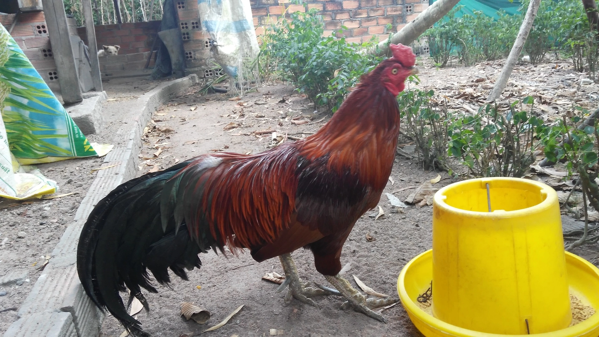 Đây là cụ gà nhà mình.. gà lai.. đã được hơn 9 năm tuổi.. vẫn đẹp trai như ngày nào