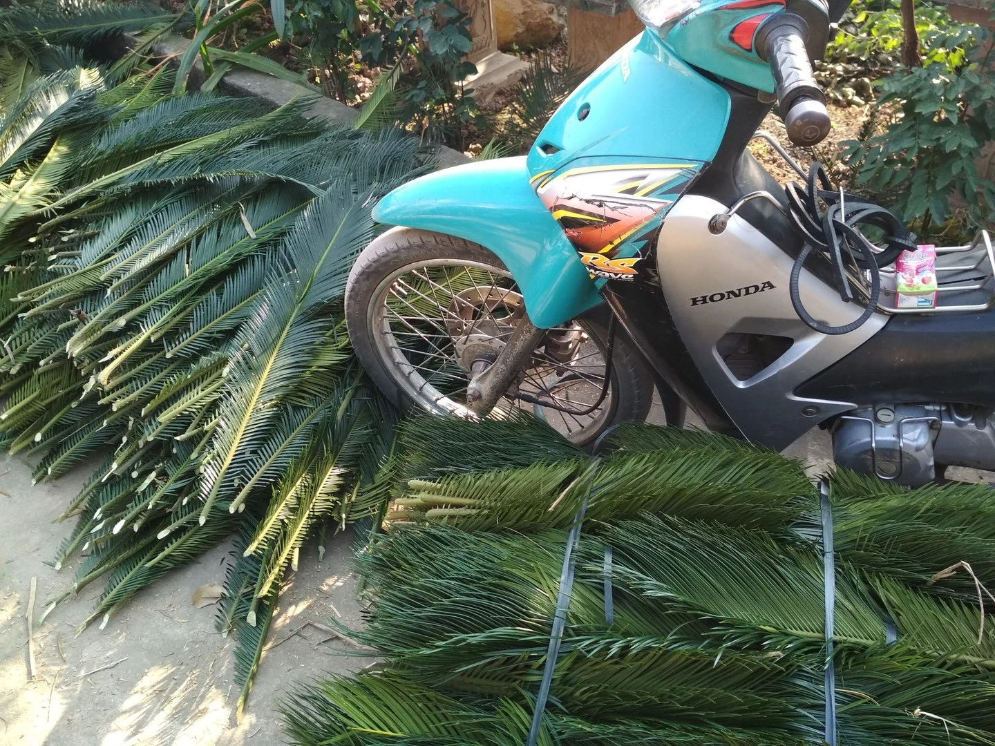 Cung cấp cây vạn tuế và bán lá cây vạn tuế tại vườn