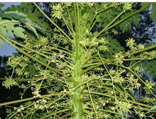 Xin cây đu đủ đựt