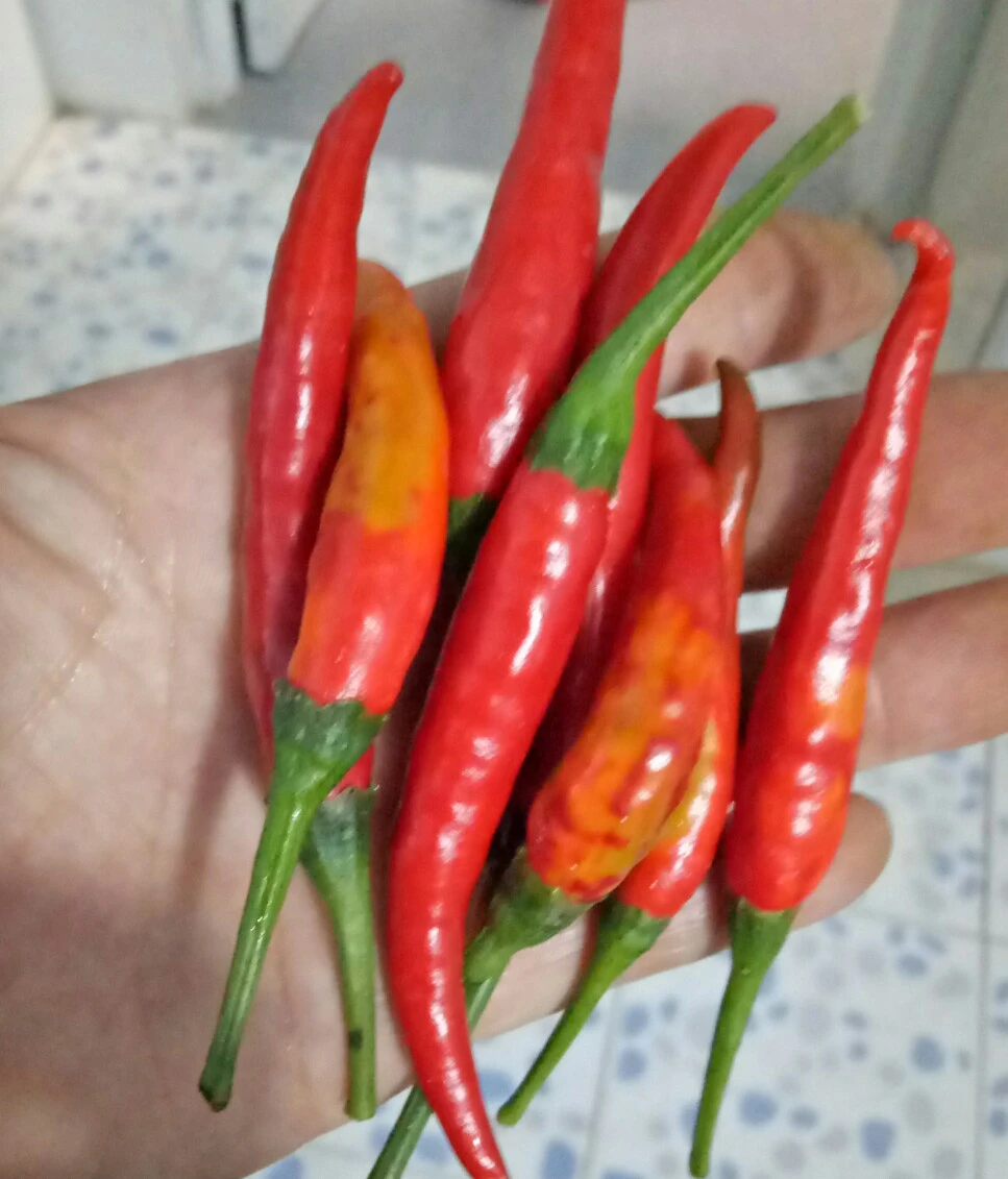 Kinh nghiệm về ớt