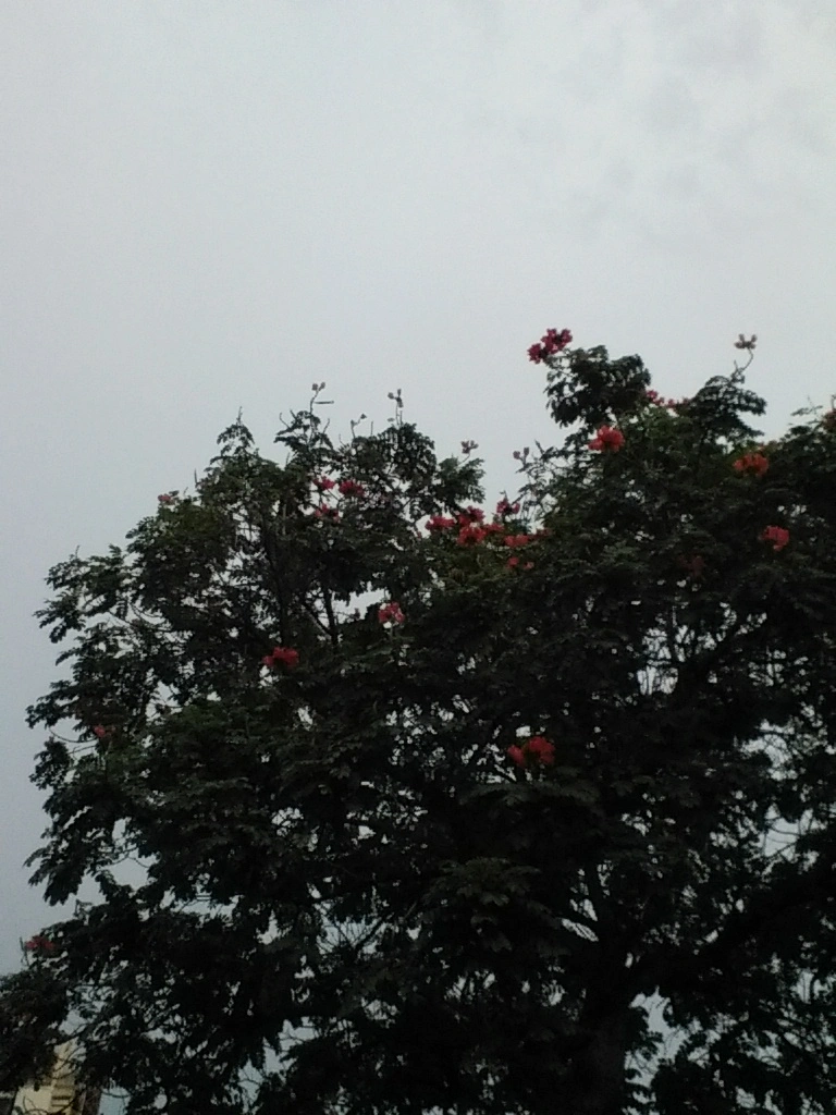 Các bác ơi, đây là cây gì vậy ah?