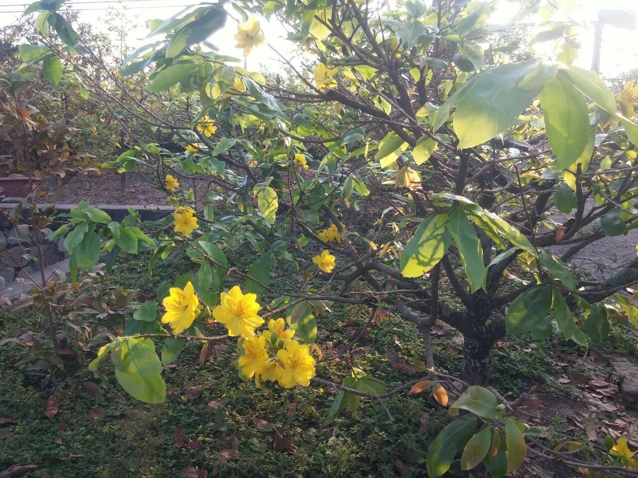 Bán hạt mai giảo gai 10-12 cánh