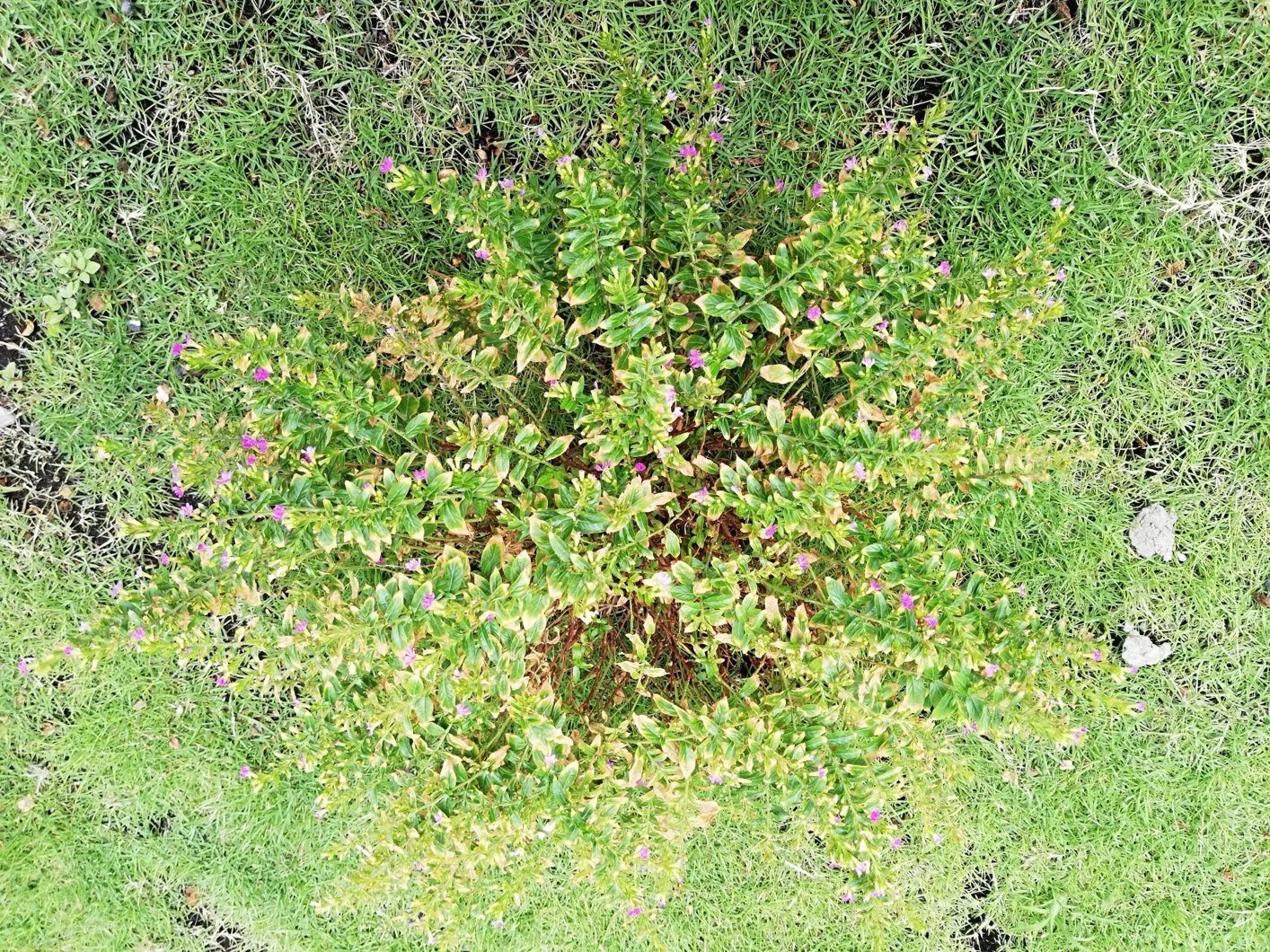 Cấp cứu mai vạn phúc và cẩm tú mai giúp em ạ!