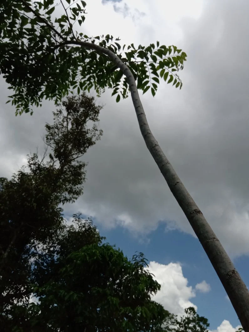 Cây lát hoa, giáng hương. Gõ đỏ