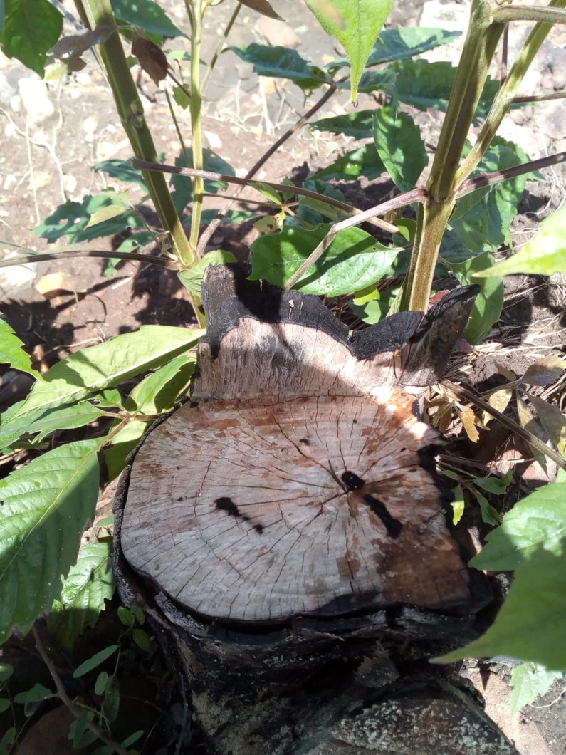 Giới thiệu cây Bình Linh (teak mã lai) vitex pinnata.