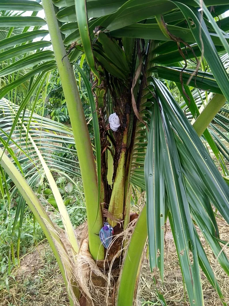 Dừa tôi bị bệnh gì đó, ai biết cách phòng trị xin chỉ giúp