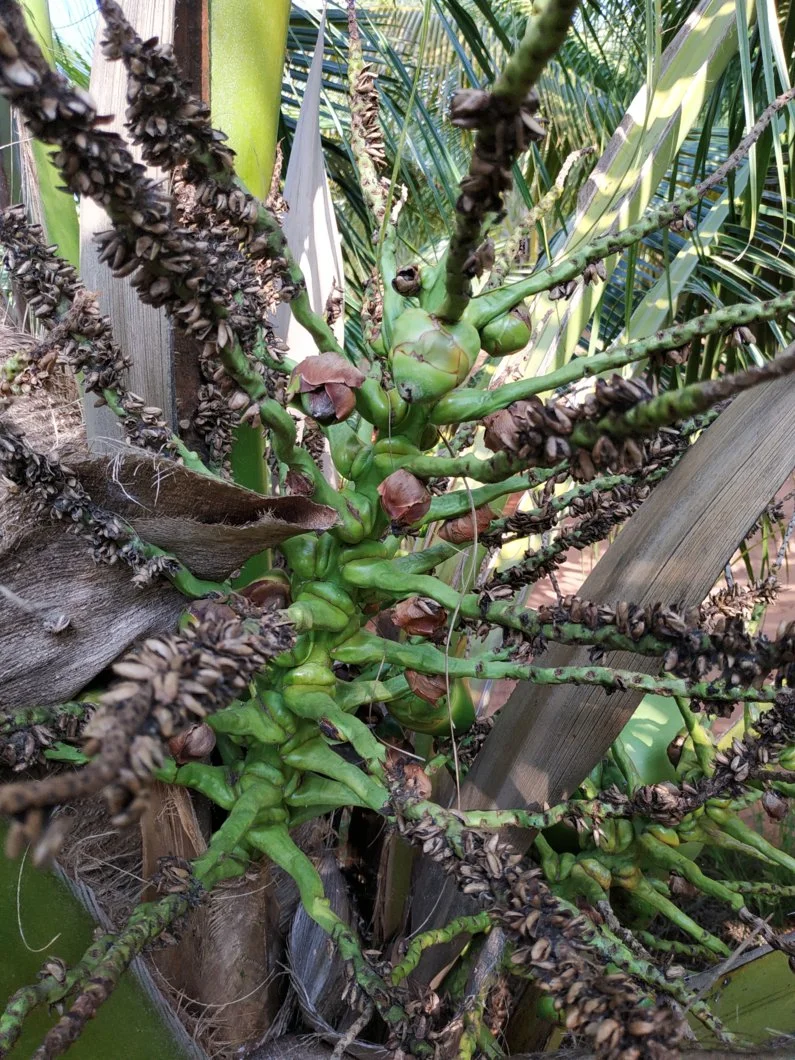 Dừa bị rụng trái